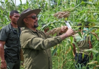 Sekretáriu Estadu Kooperativas, Arsénio Pereira da Silva  kolleta Bafo Kayrala, iha Suku Soru, Postu Administrativu Lospalos, Munisipiu Lautem. FOTO: Media SEKoop.