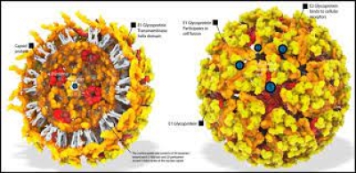 virus Chikungunya. Foto:Google.