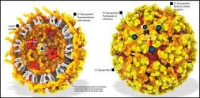 virus Chikungunya. Foto:Google.