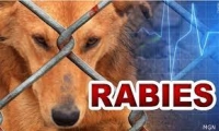 Moras raiva ka rabies neebe da&#039;et husi asu. Foto:Google.