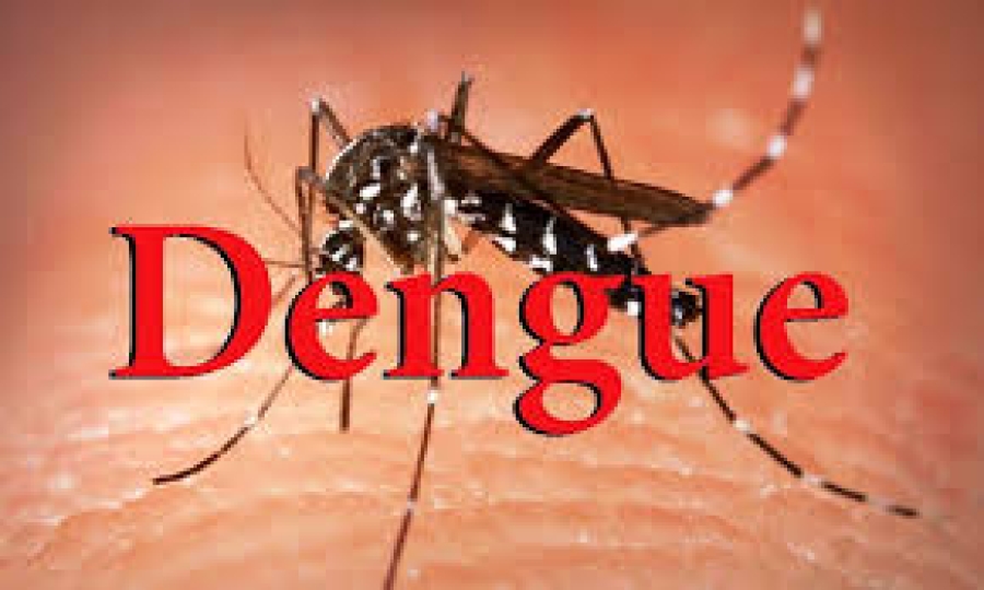 MS: Kazu dengue tuun, maibé Aedes Aegypti kontinua ameasa