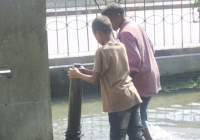 Ilustrasaun bee foer