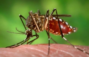 Dengue Kills Two Children in Dili, Health Experts Urge People to Get Help