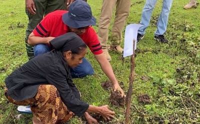 Ministru Agrikultura, Pekuária, Peska no Florestas (MAPPF), Marco da Cruz kuda ai-oan Rambutanno fahe fini fehuk ropa ba agrikultór sira, iha  Suku Alawa Leten, Postu Administrativu Baguia, Munisípiu Baukau. Foto:Media Gabinete MAPPF.