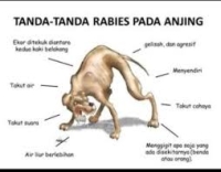 Sintomas Moras Raiva ka Asu Tata. Foto:Google.