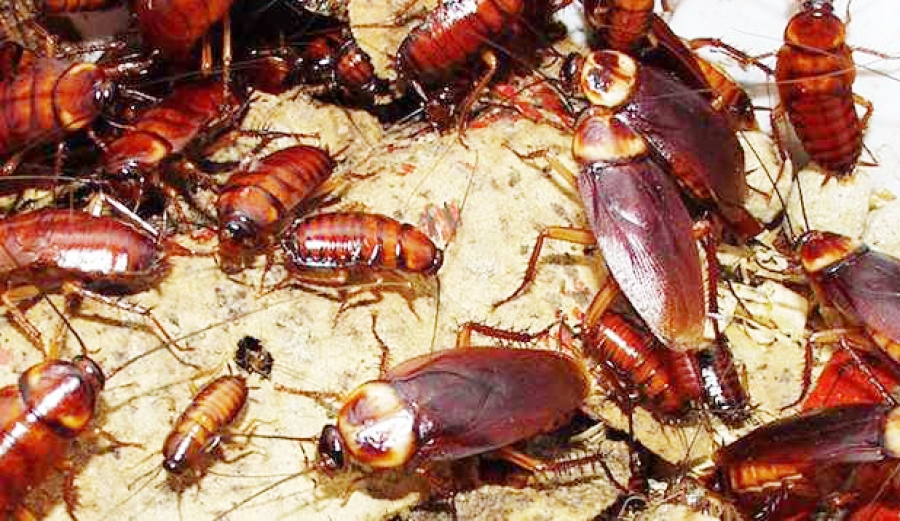 Gasta ona osan barak mais barata kontinua ‘okupa’ HNGV