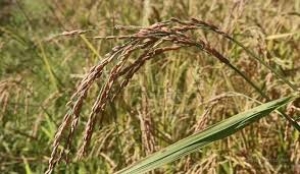 SLN sei sosa haré kulit tonelada rihun ida husi agrikultór