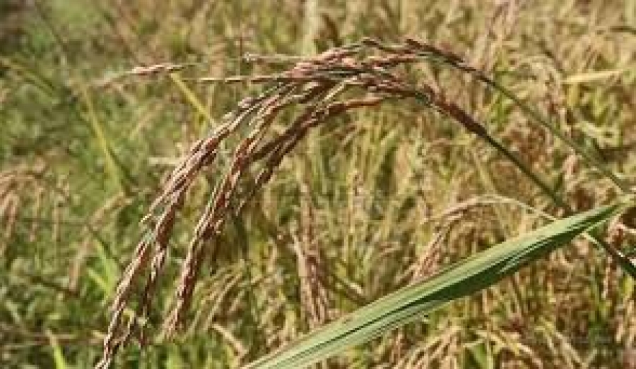 SLN sei sosa haré kulit tonelada rihun ida husi agrikultór
