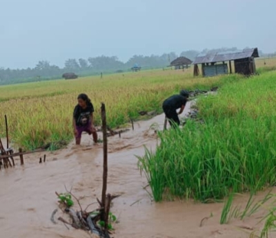 Agrikultor sira iha suku Irabin Kraik koko atu salva haré balun ne&#039;ebé  bee hoban iha natar laran, iha postu administrativu Uatulakarabau Munisipiu Vikeke Sesta(20/09. FOTO: Kontribuente