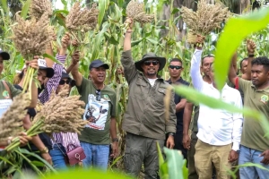 Sekretáriu Estadu Kooperativas, Arsénio Pereira da Silva hamutuk Administradór Postu Administrativu Loes, Francisco Xavier dos Santos no Grupu Haburas, hala’o atividade kolleta Bafo kayrala, iha Suku Guisu, Postu Administrativu Loes, Munisípiu Likisa. FOTO: Media-SEKoop
