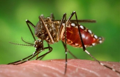 Moras dengue mai husi bee foer ne&#039;ebe nalihun no mos foer ne&#039;ebe soe arbiru, nune&#039;e bele hamosu susuk barak no hada&#039;et moras ba ema. Foto: Dok/INDEPENDENTE.